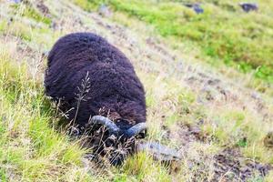 black icelandic sheep on mountain slope in Iceland photo