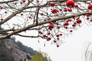 linternas rojas chinas tradicionales del árbol foto