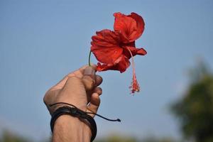 red flower in hand photo