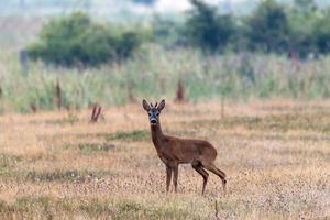 Roebuck in a meadow, looking towards the camera photo