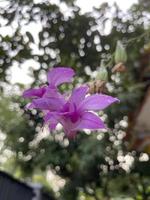 Beautiful purple flower image photo