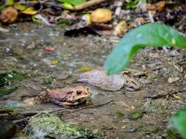 toad in the water photo