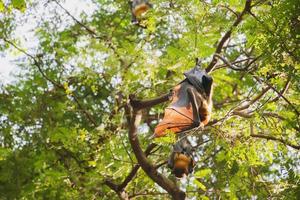 bats life in the forest photo