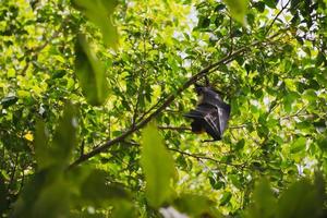 bats life in the forest photo