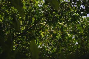 bats life in the forest photo