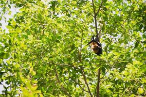 bats life in the forest photo