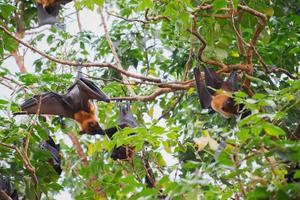 bats life in the forest photo