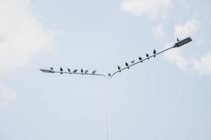 Many pigeons perched on electric poles photo