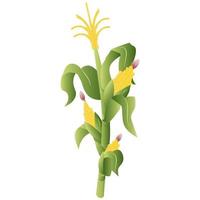 Corn Plant Vector
