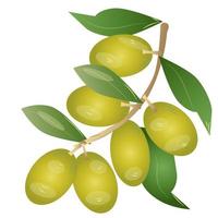 Ilustración de vector de oliva