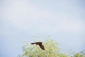 bats life in the forest photo