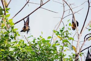 bats life in the forest photo