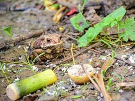 toad in the water photo