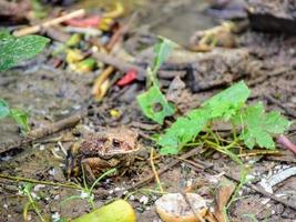 toad in the water photo