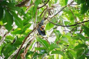 bats life in the forest photo