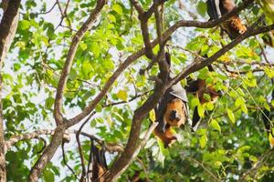 bats life in the forest photo