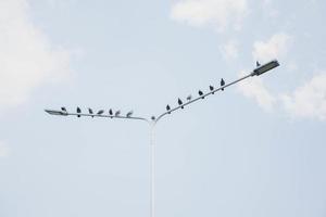 Many pigeons perched on electric poles photo