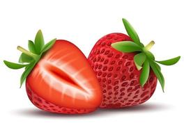 Whole strawberry fruit and sliced segments isolated on white background. Realistic vector illustration