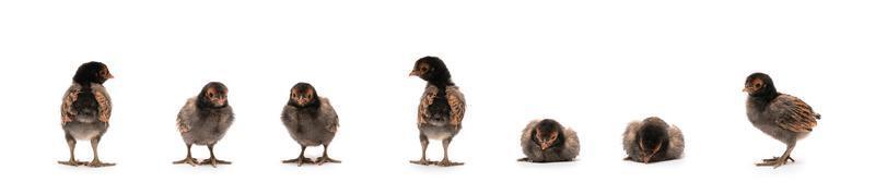 Isolated Cute black brown baby Appenzeller Chicks set on the row on white clear background studio light. photo