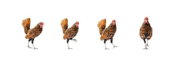 cuatro pollos sebright marrones aislados en el fondo blanco en studiolight foto