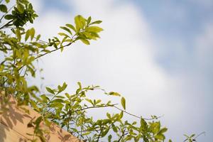 close up to little tree on the wood pot with blur open blue sky and cloud for nature background. photo