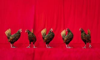 5 equipos de pollos sebright se paran en la fila frente al fondo de tela roja. foto