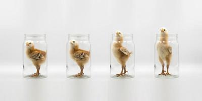 Isolated 4 baby teenager Chicken Rhode Island Red in a Glass Jar with difference action under studio light white background. photo