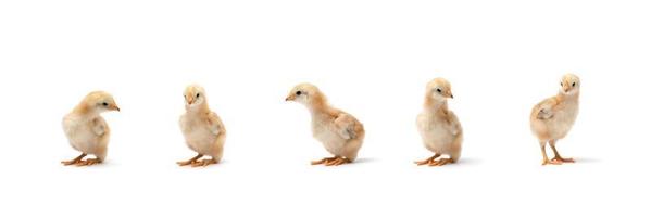 Isolated Little Rhode Island Red baby chicken team stand in a row on solid white clear background in studio light. photo