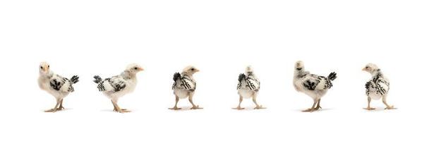 The isolated little baby HAMBURG Chick team in the row, standing on white cloth background. They are recognised in Germany and Holland. photo