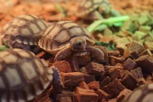 Sulcata Baby tortoises, have grooves, or deep lines on their shells. photo