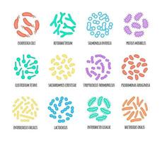 Human microbiome illustration of bacterial species. Vector image. Gastroenterologist. Bifidobacteria, lactobacilli. Lactic acid bacteria. Illustration in a flat style.