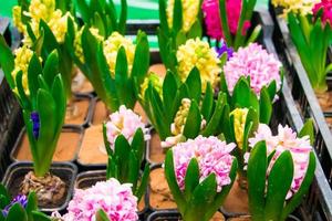 Seedlings of hyacinths in pots. Sale at flower shop. photo
