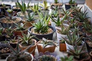 planting pot of  hybrid aloe species in planting pot photo