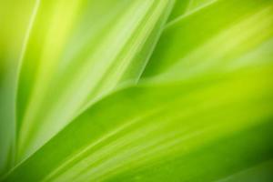 Abstract background nature of green leaf on blurred greenery background in garden. Natural green leaves plants used as spring background cover page greenery environment ecology lime green wallpaper photo