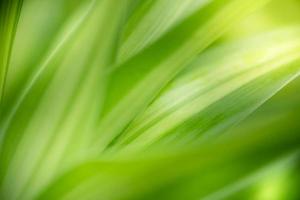 Close up fresh nature view of green leaf on blurred greenery background in garden. Natural green leaves plants used as spring background cover page greenery environment ecology lime green wallpaper photo