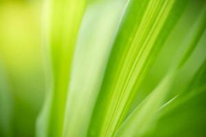 naturaleza de fondo abstracto de hoja verde sobre fondo verde borroso en el jardín. hojas verdes naturales plantas utilizadas como fondo de primavera portada vegetación medio ambiente ecología papel tapiz verde lima foto