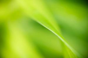 Abstract background nature of green leaf on blurred greenery background in garden. Natural green leaves plants used as spring background cover page greenery environment ecology lime green wallpaper photo