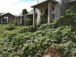 casa abandonada que termina cubierta de malas hierbas y la naturaleza recupera el control foto