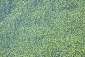 Green figures for biofiltration of water in the aquarium filter or artificial lake close up photo