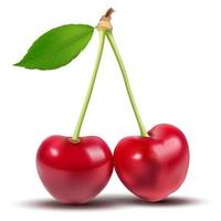 Vector illustration. Cherries realistic 3d icon isolated on white background.