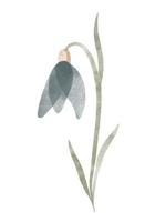 Watercolor trendy flower. Vector illustration for web, app and print. Elegant feminine shape floristic isolated snowdrop flower. Garden, botanical, minimalistic floral element.