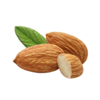 nuez de almendra con hojas png