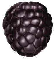 cut out of blackberry fruit png