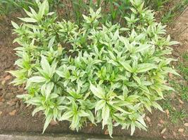 Beautiful green and white flower leaves photo