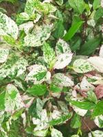 unique white green leaves photo