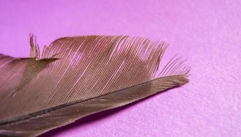 Single feather over magenta background photo