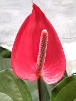 Anthurium red flower blooming on the garden. This photo is suitable for use on anything related to nature, environment, park, garden, green