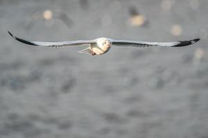 gaviota volando, sobre el océano. foto