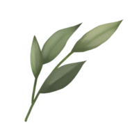 branches de feuilles vertes aquarelles ou illustration florale pour papeterie de mariage, salutations, ornement de fond png