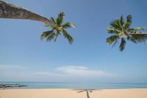 Coconut Palm tree on the sandy beach with blue sky. photo